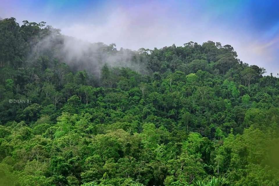 Sinharaja Forest Gate Deniyaya Kültér fotó