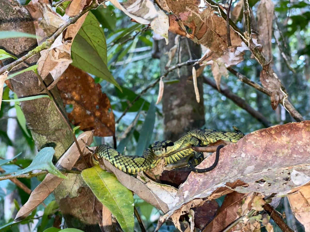 Sinharaja Forest Gate Deniyaya Kültér fotó